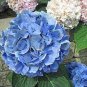15 PCS Seeds Blue Hydrangea Paniculata Grandiflora