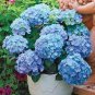 15 PCS Seeds Blue Hydrangea Paniculata Grandiflora