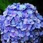 15 PCS Seeds Blue Hydrangea Paniculata Grandiflora