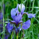 200 PCS Seeds Blue Iris Plant Bearded Iris Flower Flores Rare Bonsai Plant 200 PCS Seeds Blue Iris Plant Bearded Iris Flower Flores Rare Bonsai Plant
