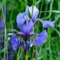 200 PCS Seeds Blue Iris Plant Bearded Iris Flower Flores Rare Bonsai Plant