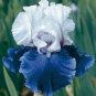 200 PCS Seeds Blue Iris Plant Bearded Iris Flower Flores Rare Bonsai Plant
