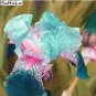 200 PCS Seeds Blue Iris Plant Bearded Iris Flower Flores Rare Bonsai Plant