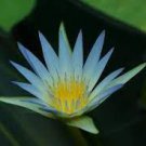 1 PCS Seeds Blue Lotus Flowers Nymphaea Caerulea Asian Water Lily Pad Flower Pond 1 PCS Seeds Blue Lotus Flowers Nymphaea Caerulea Asian Water Lily Pad Flower Pond