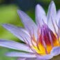 1 PCS Seeds Blue Lotus Flowers Nymphaea Caerulea Asian Water Lily Pad Flower Pond