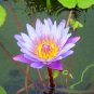 1 PCS Seeds Blue Lotus Flowers Nymphaea Caerulea Asian Water Lily Pad Flower Pond