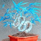 50 PCS Seeds Blue Lucky Bamboo Bonsai Anti Radiation Absorb dust Tree Plants Indoor Plants