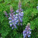15 PCS Seeds Blue Lupinus Perennial Flowering Plant