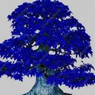 50 PCS Seeds Blue Maple Tree Seeds BonsaI 50 PCS Seeds Blue Maple Tree Seeds BonsaI