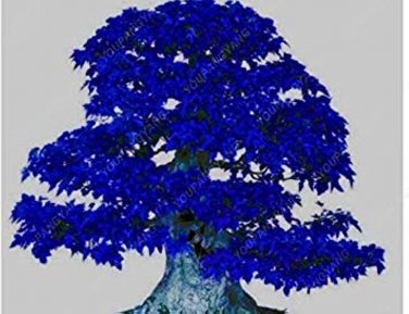 50 PCS Seeds Blue Maple Tree Seeds BonsaI
