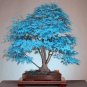 50 PCS Seeds Blue Maple Tree Seeds BonsaI