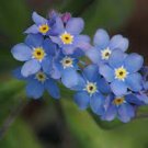 60 PCS Seeds Blue Myosotis Sylvatica Forget-me Flower 60 PCS Seeds Blue Myosotis Sylvatica Forget-me Flower