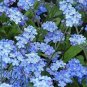 60 PCS Seeds Blue Myosotis Sylvatica Forget-me Flower
