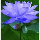 1 PCS Seeds Blue Nelumbo Nucifera China Beautiful Lotus Pad Flower Pond