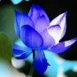 1 PCS Seeds Blue Nelumbo Nucifera China Beautiful Lotus Pad Flower Pond
