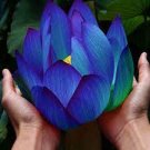 1 PCS Seeds Blue Nelumbo Nucifera China Beautiful Lotus Pad Flower Pond Lotus