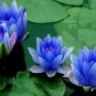 1 PCS Seeds Blue Nelumbo Nucifera China Beautiful Lotus Pad Flower Pond Lotus