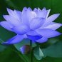 1 PCS Seeds Blue Nelumbo Nucifera China Beautiful Lotus Pad Flower Pond Lotus