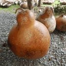 6 PCS Seeds Blue Orange Purple Bottle Gourd
