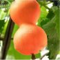 6 PCS Seeds Blue Orange Purple Bottle Gourd
