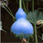 6 PCS Seeds Blue Orange Purple Bottle Gourd
