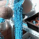 200 PCS Seeds Blue Pearl Chlorophytum Bonsai