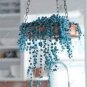 200 PCS Seeds Blue Pearl Chlorophytum Bonsai