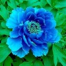 5 PCS Seeds Blue Peony rare ornamental new dark blue big blooms