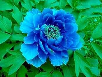 5 PCS Seeds Blue Peony rare ornamental new dark blue big blooms
