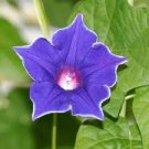 20 PCS Seeds Blue Picotee Morning Glory 20 PCS Seeds Blue Picotee Morning Glory