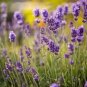 20 PCS Seeds Blue Purple Lavender Series Bonsai Flowers