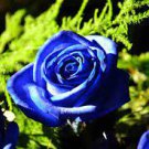100 PCS Seeds Blue Rose Fragrant Gardens Flowering Plants Strong Blue Dragon Rose 100 PCS Seeds Blue Rose Fragrant Gardens Flowering Plants Strong Blue Dragon Rose