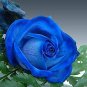 100 PCS Seeds Blue Rose Fragrant Gardens Flowering Plants Strong Blue Dragon Rose