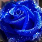 150 PCS Seeds Blue Rose Fragrant Gardens Flowering Plants Strong, Blue Dragon Rose 150 PCS Seeds Blue Rose Fragrant Gardens Flowering Plants Strong, Blue Dragon Rose