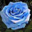 100 PCS Seeds Blue Rose Seeds Double Big Flowers