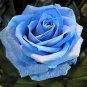 100 PCS Seeds Blue Rose Seeds Double Big Flowers