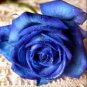 100 PCS Seeds Blue Rose Seeds Double Big Flowers