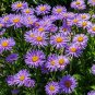 30 PCS Seeds Blue Round China Aster Perennial Flower