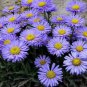 30 PCS Seeds Blue Round China Aster Perennial Flower