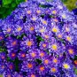 30 PCS Seeds Blue Round China Aster Perennial Flower