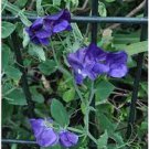 20 PCS Seeds Blue Royal Sweet Pea 20 PCS Seeds Blue Royal Sweet Pea