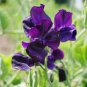 20 PCS Seeds Blue Royal Sweet Pea