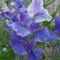 20 PCS Seeds Blue Royal Sweet Pea