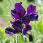 20 PCS Seeds Blue Royal Sweet Pea