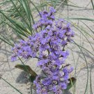 30 PCS Seeds Blue Sea Lavender