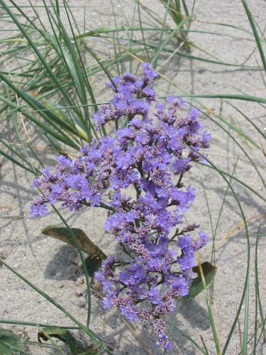 30 PCS Seeds Blue Sea Lavender