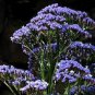 30 PCS Seeds Blue Sea Lavender