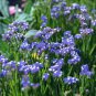 30 PCS Seeds Blue Sea Lavender