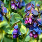 10 PCS Seeds Blue Shrimp Plant Cerinthe Major showy Flowers