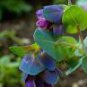 10 PCS Seeds Blue Shrimp Plant Cerinthe Major showy Flowers